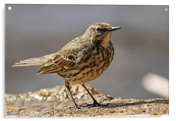 Rugged Rock Pipit Acrylic by Tom McPherson