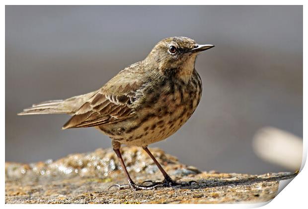 Rugged Rock Pipit Print by Tom McPherson