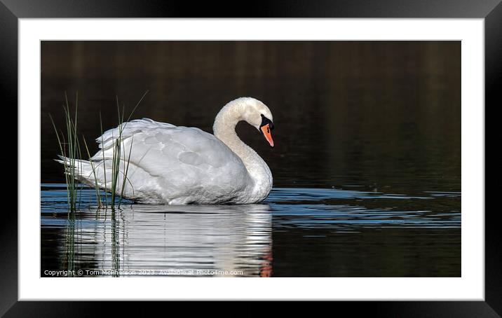 Sunrise portrait of a Mute Swan at Loch Blairs Framed Mounted Print by Tom McPherson