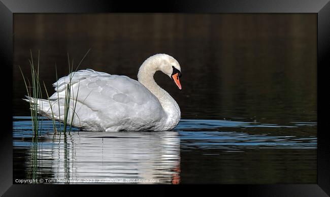 Sunrise portrait of a Mute Swan at Loch Blairs Framed Print by Tom McPherson