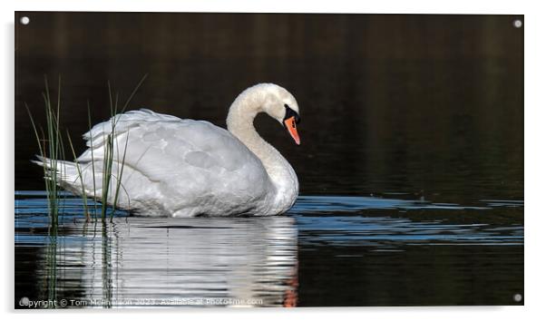 Sunrise portrait of a Mute Swan at Loch Blairs Acrylic by Tom McPherson