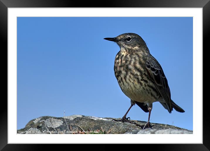 Serene Rock Pipit on Coastal Rock Framed Mounted Print by Tom McPherson