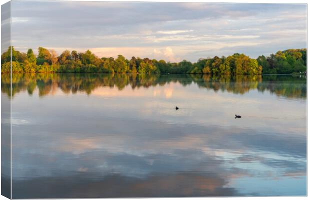 View across the Ellesmere Mere to a clear reflecti Canvas Print by Steve Heap
