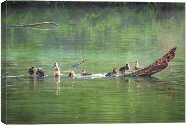 Group of ducklings washing in lake at dusk Canvas Print by Steve Heap