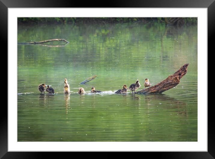 Group of ducklings washing in lake at dusk Framed Mounted Print by Steve Heap