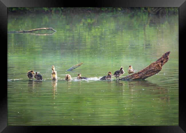 Group of ducklings washing in lake at dusk Framed Print by Steve Heap