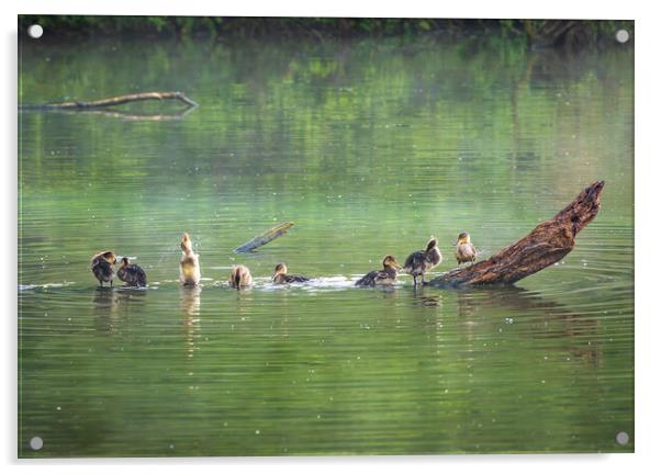 Group of ducklings washing in lake at dusk Acrylic by Steve Heap