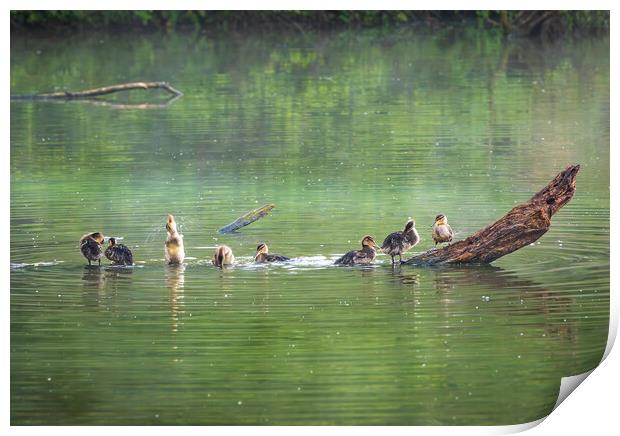 Group of ducklings washing in lake at dusk Print by Steve Heap