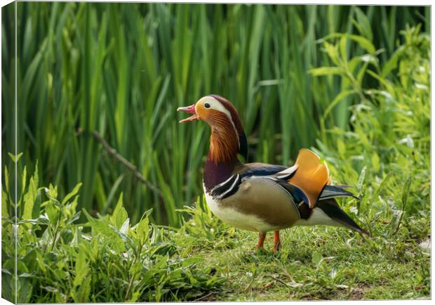 Mandarin Duck on the lakeshore at the Mere in Ellesmere  Canvas Print by Steve Heap