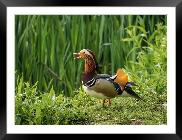 Mandarin Duck on the lakeshore at the Mere in Ellesmere  Framed Mounted Print by Steve Heap