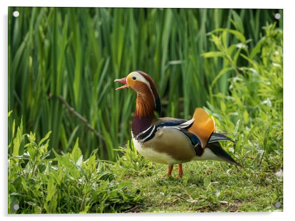 Mandarin Duck on the lakeshore at the Mere in Ellesmere  Acrylic by Steve Heap