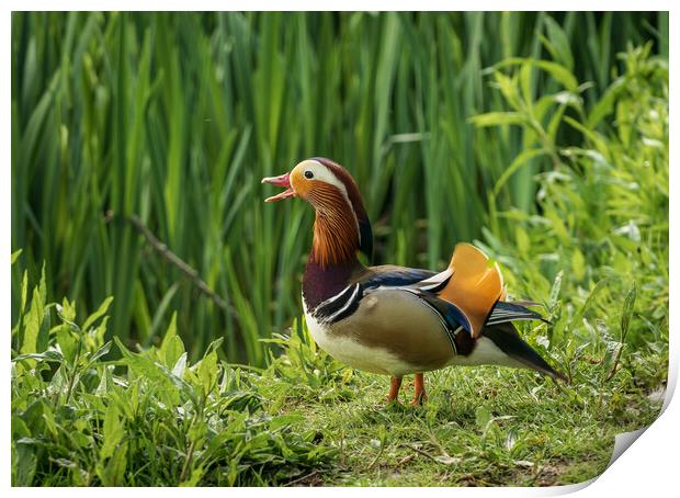 Mandarin Duck on the lakeshore at the Mere in Ellesmere  Print by Steve Heap