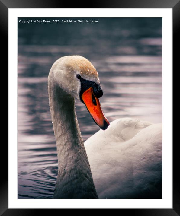Just Swanning Around Framed Mounted Print by Alex Brown