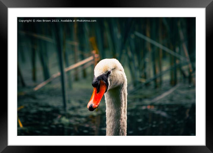 Swan on a mission! Framed Mounted Print by Alex Brown