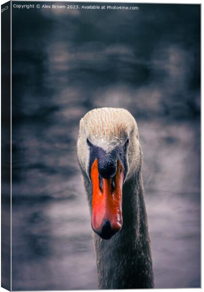 Swan staring into your eyes  Canvas Print by Alex Brown