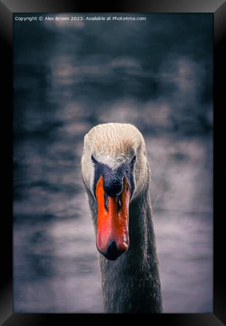 Swan staring into your eyes  Framed Print by Alex Brown