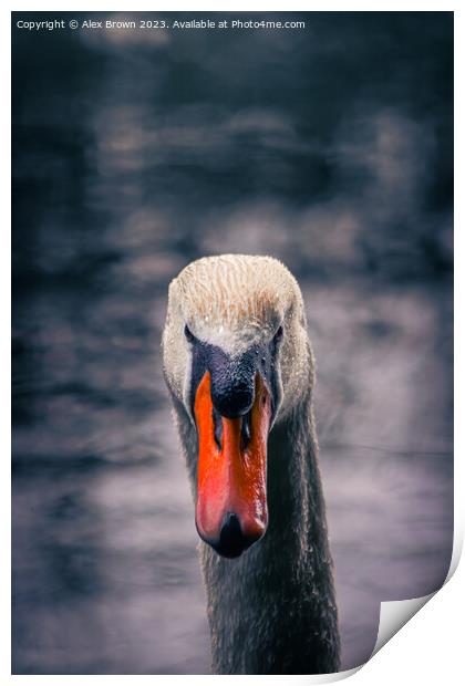 Swan staring into your eyes  Print by Alex Brown