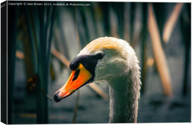 Swans Head in the reeds Canvas Print by Alex Brown