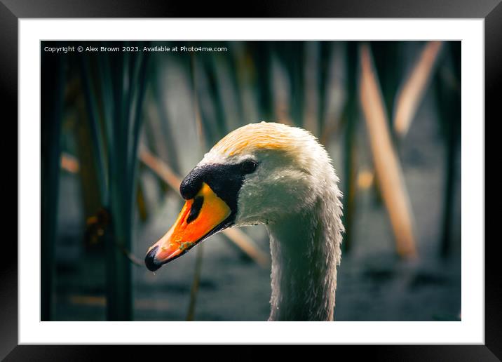 Swans Head in the reeds Framed Mounted Print by Alex Brown