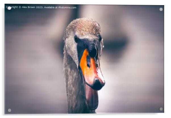 Shouting Swan Acrylic by Alex Brown