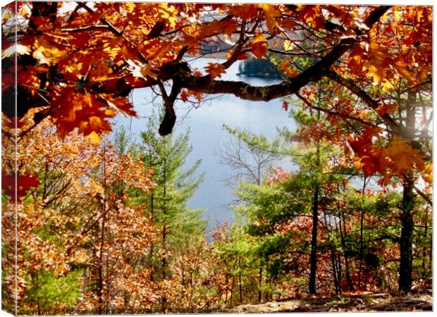 Fall colours Canvas Print by Stephanie Moore