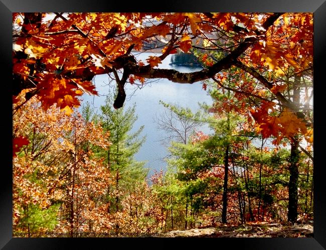 Fall colours Framed Print by Stephanie Moore