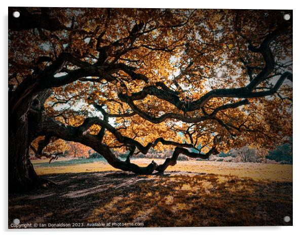 Autumn Bliss Acrylic by Ian Donaldson