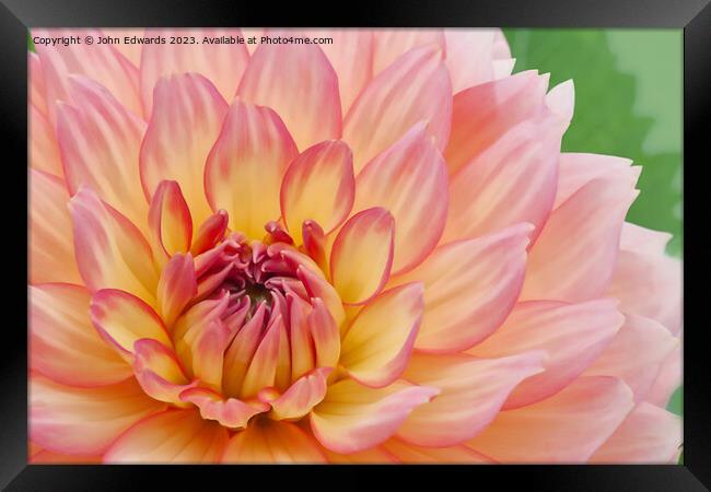 Exquisite Pink Dahlia Framed Print by John Edwards