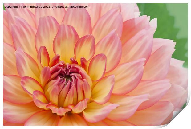 Exquisite Pink Dahlia Print by John Edwards