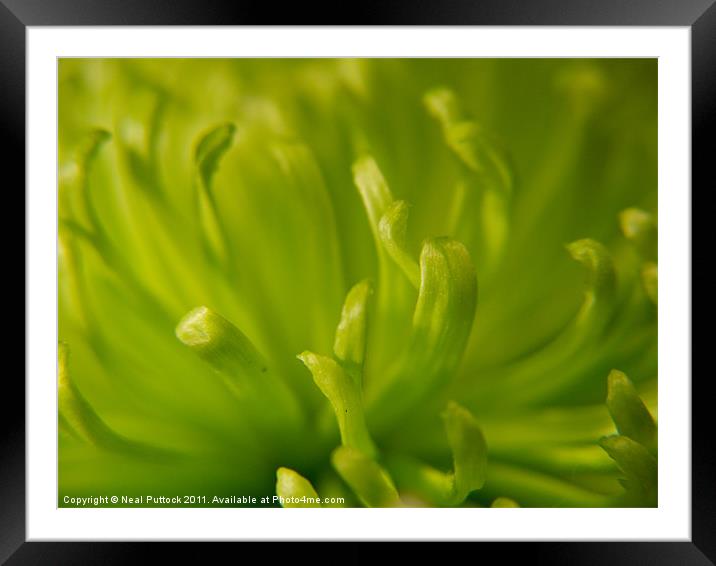 Landscape in a Flower Framed Mounted Print by Neal P