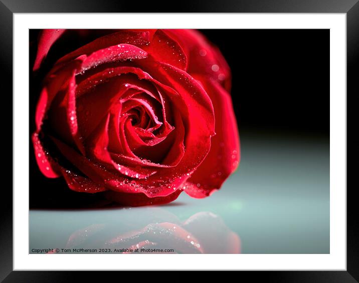 Radiant Rose Reflections Framed Mounted Print by Tom McPherson