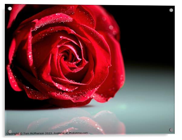 Radiant Rose Reflections Acrylic by Tom McPherson