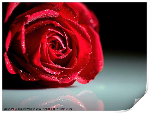 Radiant Rose Reflections Print by Tom McPherson