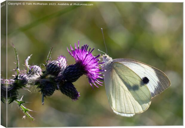 Cabbage White Butterfly Canvas Print by Tom McPherson