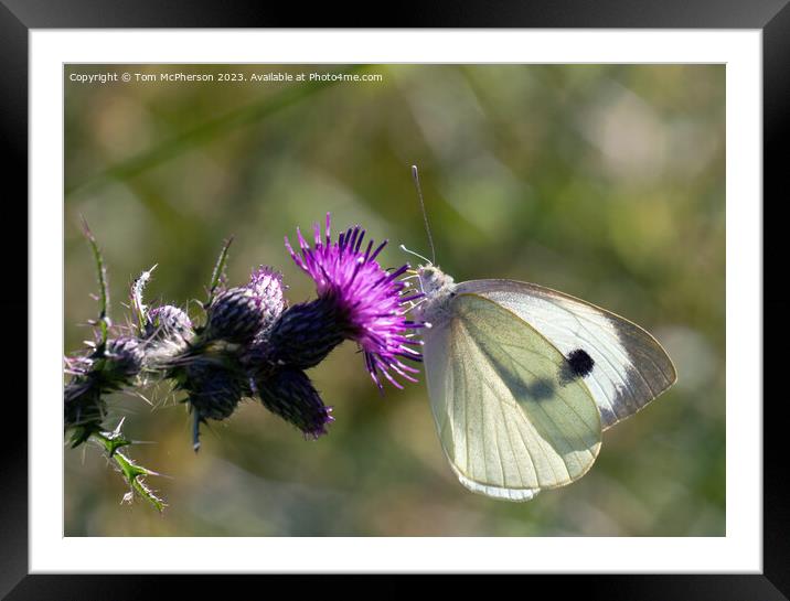Cabbage White Butterfly Framed Mounted Print by Tom McPherson