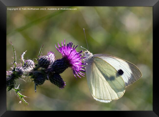 Cabbage White Butterfly Framed Print by Tom McPherson