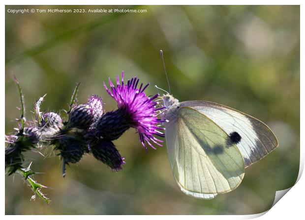 Cabbage White Butterfly Print by Tom McPherson