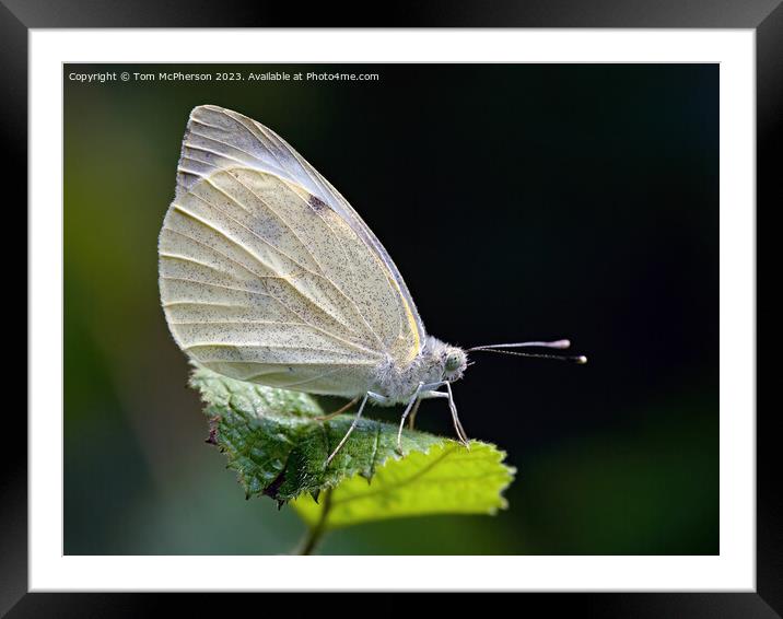 Fragrant Cabbage White Butterfly Framed Mounted Print by Tom McPherson