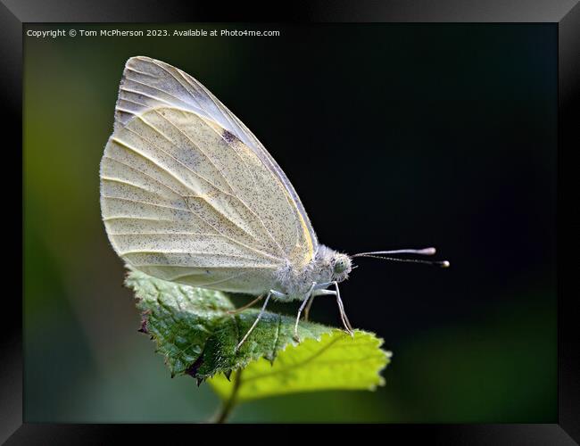 Fragrant Cabbage White Butterfly Framed Print by Tom McPherson