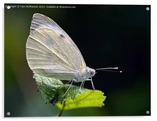 Fragrant Cabbage White Butterfly Acrylic by Tom McPherson