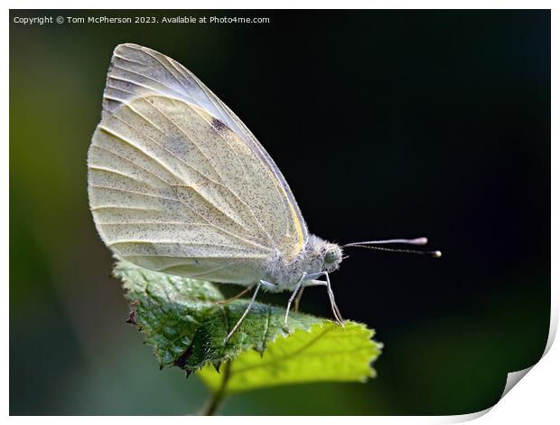 Fragrant Cabbage White Butterfly Print by Tom McPherson