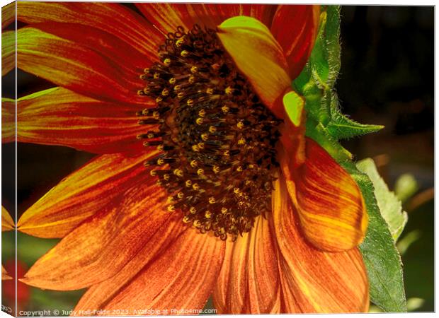 Red Sunflower 6 Canvas Print by Judy Hall-Folde