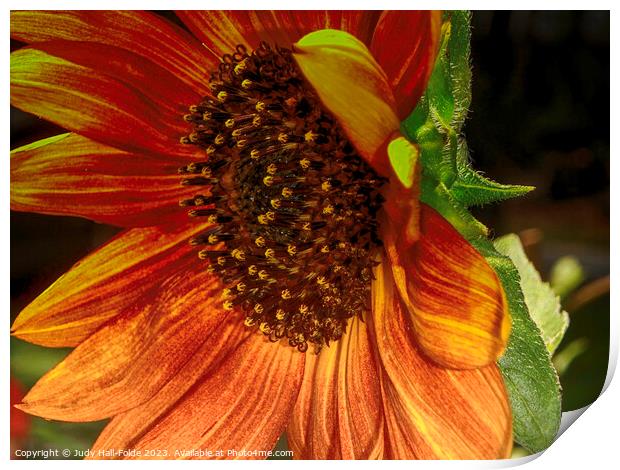 Red Sunflower 6 Print by Judy Hall-Folde