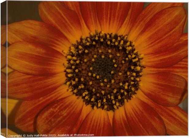 Red Sunflower 5 Canvas Print by Judy Hall-Folde