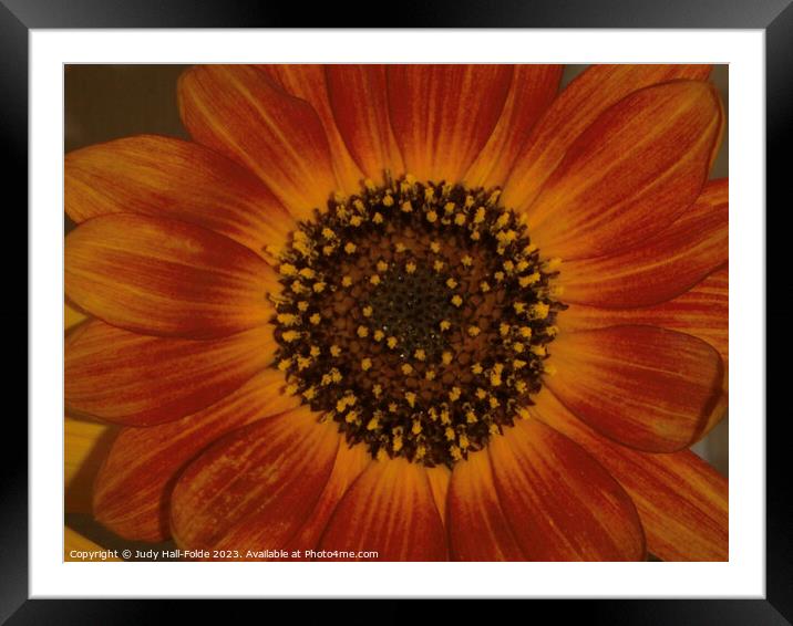 Red Sunflower 5 Framed Mounted Print by Judy Hall-Folde