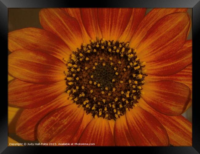 Red Sunflower 5 Framed Print by Judy Hall-Folde