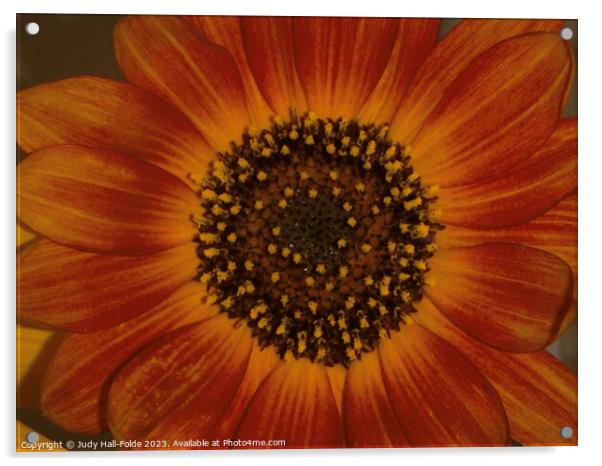 Red Sunflower 5 Acrylic by Judy Hall-Folde