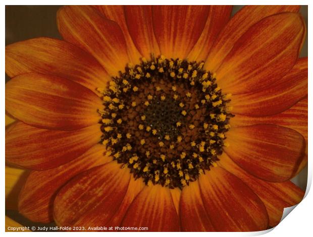 Red Sunflower 5 Print by Judy Hall-Folde
