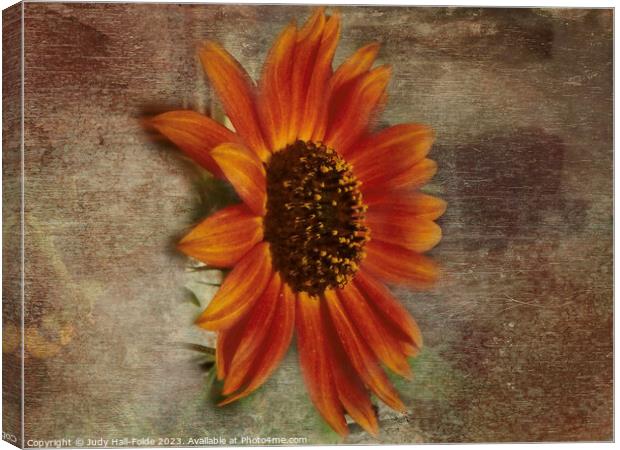 Red Sunflower 4 Canvas Print by Judy Hall-Folde