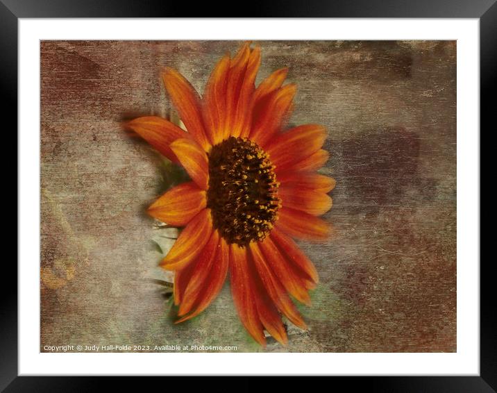 Red Sunflower 4 Framed Mounted Print by Judy Hall-Folde